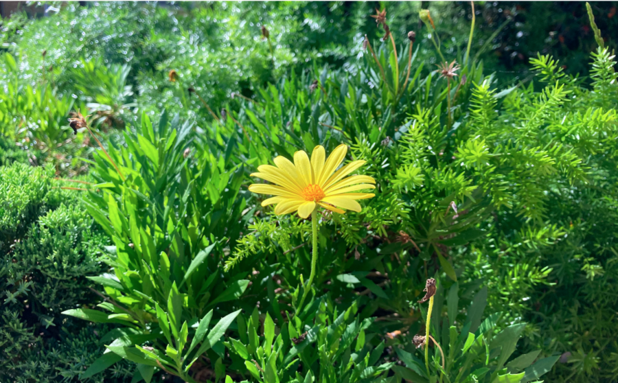 Photo of a flower taken by Megan Gunter to represent the improving environment.
