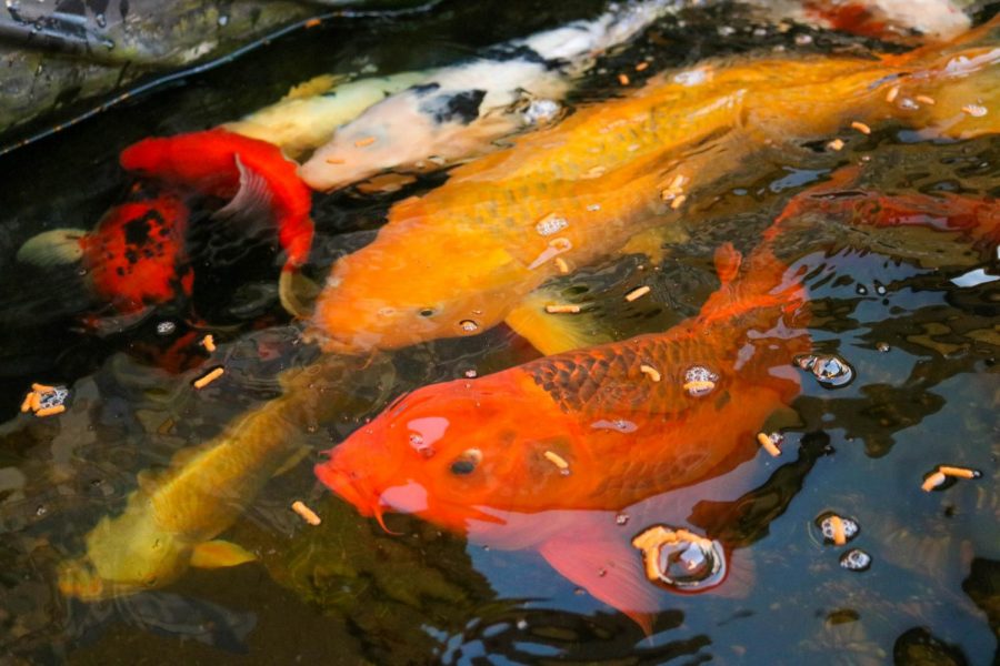 One of my favorite parts of the garden is the Koi pond. Koi is such a colorful carp that I cant help but stop an admire their colors. Since Ive known these Koi for a few years, Ive come to recognize individual koi. For example, I like to call that big gold koi near the top the gold bar.
